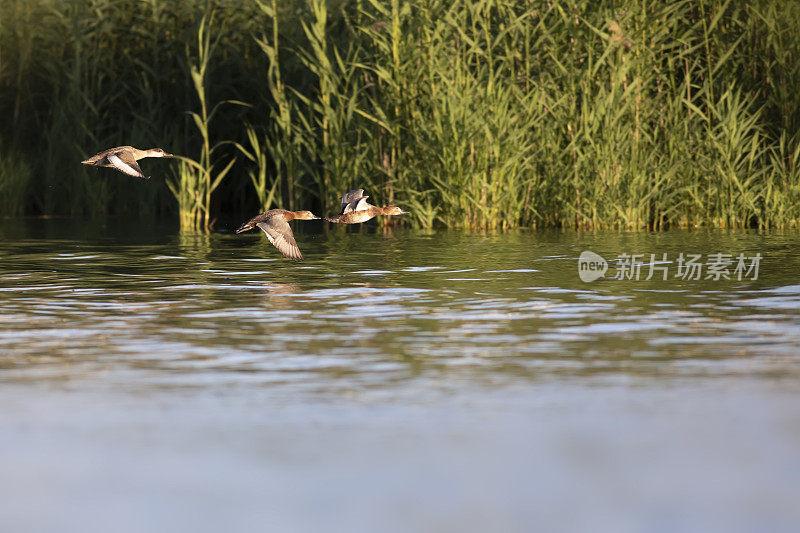 会飞的鸭子。绿色自然背景。常见的红头潜鸭。(Aythya ferina)。